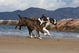 AMSTAFF ADULT 264